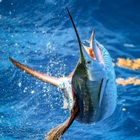 Double Threat Fishing Charters