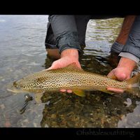 Jefferson River Guided Fly Fishing