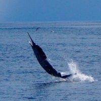 Marlin fishing in Galapagos