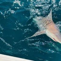 8 hour guided fishing charter