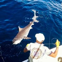 FULL DAY FISHING VIENNA MOMBASA MTWAPA