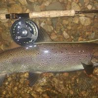 Guided Salmon and  trout fishing