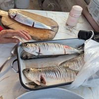 Authentic Bulgaria Fishing Club