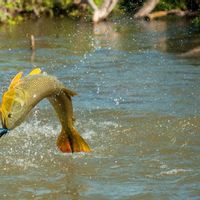 Dorado Fishing at Veracruz Lodge / Argentina