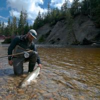 Skeena Wilderness Fishing Charters