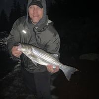 Striped Bass Surf Fishing