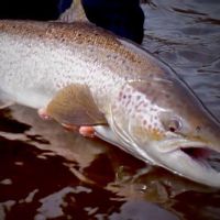 Atlantic Salmon - Miramichi River