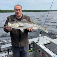Miramichi River Stripers