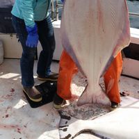 Exclusive group halibut/salmon fishing!