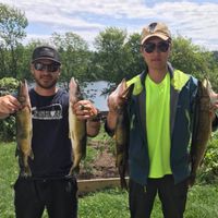 Chain Pickerel and Smallmouth Bass