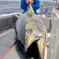 Fish Tales II Yellowfin Tuna