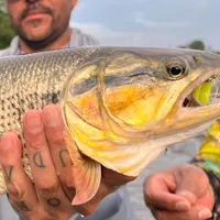 Amazon Dorados flyfishing in Ecuador