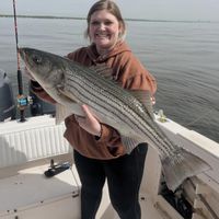 Spring Striped Bass