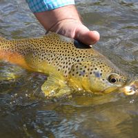 Jefferson River Guided Fly Fishing