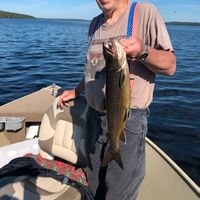 Maine Lake Trout