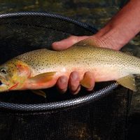 Elk river trip