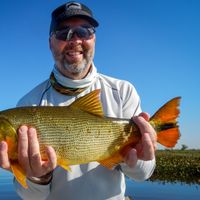 Golden Dorado at Rio Bravo, Argentina