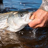 Striped Bass and trout fishing
