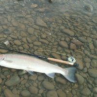 Skeena Wilderness Fishing Charters