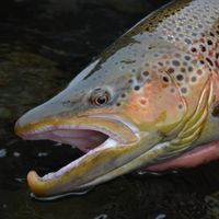 Full Day Fly Fishing Trip - Bariloche