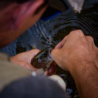 Fly fishing in Northern Patagonia