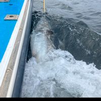 Giant Bluefin Tuna charters