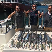 Hout Bay Charters - In the Bay