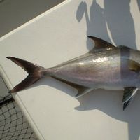 Bendin Rods Fishing Charters
