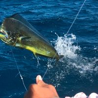 Sport Fishing, Snorkeling , Sunset