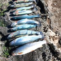 Multi Day Trout Fishing