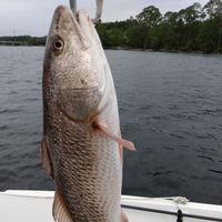 Bent rod charters of destin llc