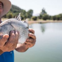 Hook-A-Barra fishing session