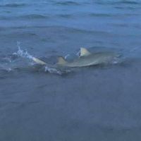 NSB Shark Hunters