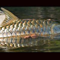 Golden Mahseer Fishing Safari 2022