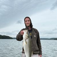 4hr Hybrid and Striped Bass Charter