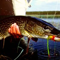 Wollaston Lake's Minor Bay Lodge