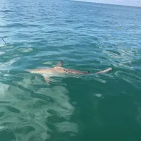 Wide Open Charters and Guide Service
