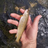 Fishing trout