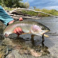Bitterroot River guided fly fishing trip