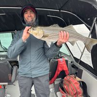 Miramichi River Stripers