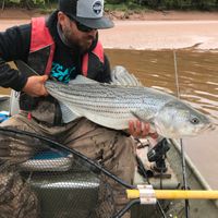 Stewiacke River Striped Bass