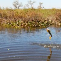 Golden Dorado at Rio Bravo, Argentina