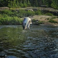 Wild Atlantic Salmon ( Nova Scotia)