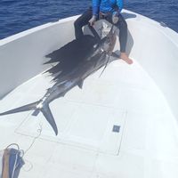 Trevally Fish Fighters Fishing Charter