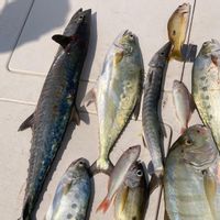 Private Fishing Trip - Up to 6 Pax
