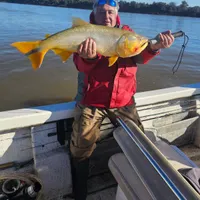 Golden Dorado Fishing