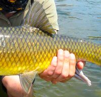 Yellowfish on Fly - South Africa