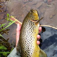 Walk & Wade Fly Fishing on River Philip