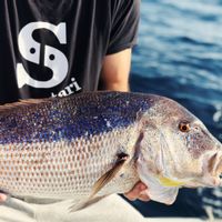 Fishing Experience from Split, Croatia