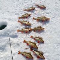Ice fishing in Lapland